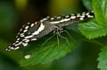 090 Afrikanischer Schwalbenschwanz - Papilio demedocus
